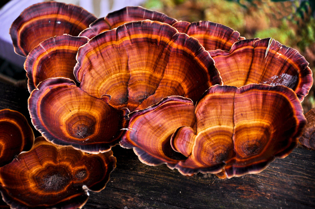 Reishi to Strengthen the Immune System - Why This Mighty Mushroom Might be a Miracle Worker